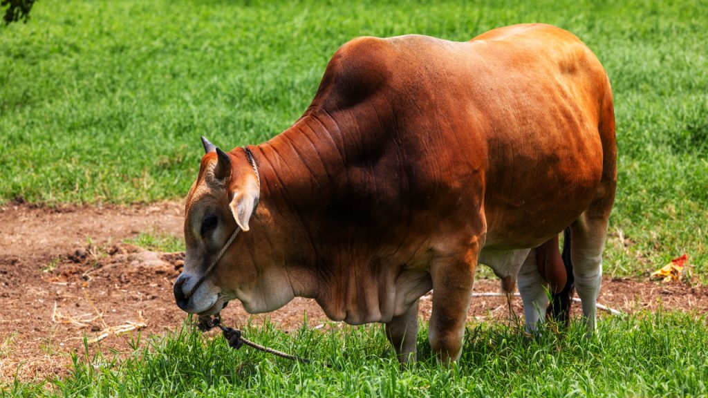 গরু মোটাতাজাকরণ